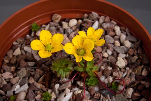 Saxifraga stenophylla